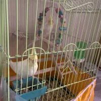 فروش یک جفت  طوطی عروس