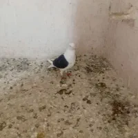 کفتر|پرنده|نیشابور, دربقاضی|دیوار