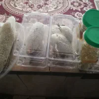 عسل کوهی|عمدهفروشی|جره و بالاده, |دیوار