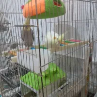 فروش عروس هلندی