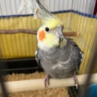 عروس هلندی