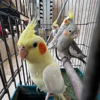 ۴تا عروس هلندی