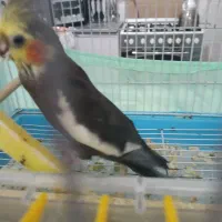 عروس هلندی نیمه اهلی|پرنده|تبریز, |دیوار