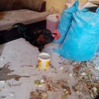 خروس گردن لختی و سنگین 7 ماهه