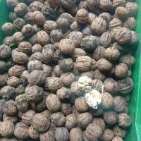 گردو درجه یک جنگلی چوبی ۱۹۰