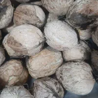 گردو سنندج