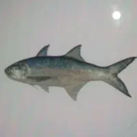 کارگر تولیدی در پودر ماهی