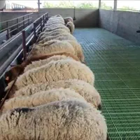 گوسفند زنده حیدر آباد ظفر یاس جواد آباد شکم خالی