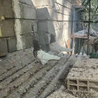 کبوتر|پرنده|بم, |دیوار