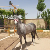 فروش مادیان ترکمن