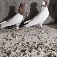 کبوتر|پرنده|زرند, |دیوار