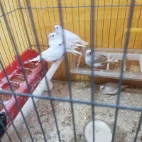 فنچ|پرنده|شیراز, فرگاز|دیوار