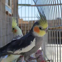 عروس هلندی