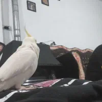 عروس هلندی نر سخنگو