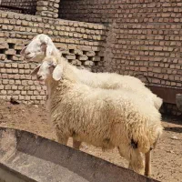 میش بره دار