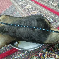 هیزه جا روغن|ظروف نگهدارنده، پلاستیکی، یکبارمصرف|رومشکان, |دیوار