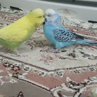 مرغ عشق انگلیسی|پرنده|قدس, شهرقدس|دیوار