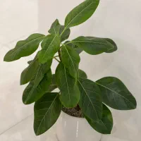 گل طبیعی