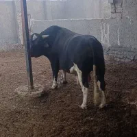 کشتار گوساله نر چلبک زهک فردا