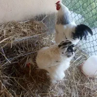 تخم مرغ اصل برهما