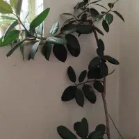 گل فیکوس سبز ۲ متری