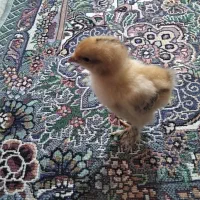 جوجه برهما سلطان|حیوانات مزرعه|نگین شهر, |دیوار