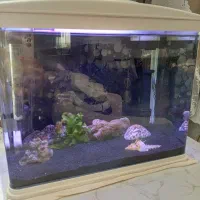 آکواریوم ماهیران