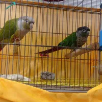 پرنده گرینچیک سخنگو