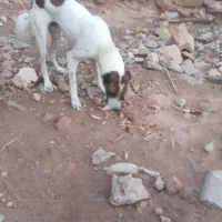 سگ افغان یکساله مخصوص نگهبانی
