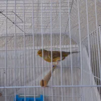 قناری نر|پرنده|امیدیه, |دیوار