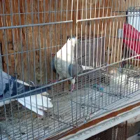 کبوتر دمگیر دستگردی|پرنده|اصفهان, پوریای ولی|دیوار