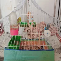 مرغ عشق خوشگل