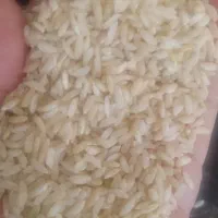 فروش برنج چمپا لوداب