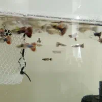 30عدد ماهی گوپی بیگ ایر چمپیون مولد شکم پر|ماهی|تهران, والفجر (افسریه)|دیوار