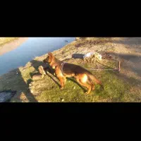 سگ ژرمن اصیل کلاسیک  ۱۱ماهه نر|سگ|کرمانشاه, |دیوار