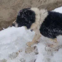 یک قلاده سگ قدر جونی
