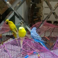 یک جفت مرغ عشق اهلی|پرنده|تبریز, |دیوار