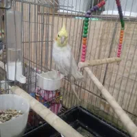 عروس هلندی نر سخنگو|پرنده|مرودشت, ثبت احوال|دیوار