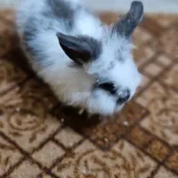 خرگوش بازیگوش|موش و خرگوش|قشم, |دیوار