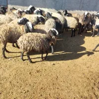 گوسفند داشتی میش وشیشک وقوچ
