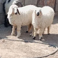 ستا‌بره‌دوتانرویک‌ماده