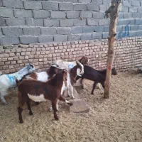 بزغاله نر دورگ پاکستانی