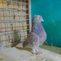 نامبروان|پرنده|اردکان, |دیوار