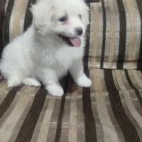 سگ دوماهه|سگ|محمدیه-قزوین, |دیوار