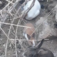 خرگوش بالغ|موش و خرگوش|رامهرمز, |دیوار