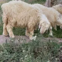 قوچ بختیاری بره|حیوانات مزرعه|جیرفت, |دیوار