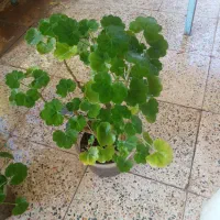 گل طبیعی ۵۰عدد|گل و گیاه طبیعی|جیرفت, |دیوار