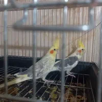 عروس هلندی مولد