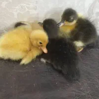 جوجه اردک|حیوانات مزرعه|رشت, گیل|دیوار