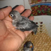 جوجه کوتوله سرلاکی|پرنده|ساری, |دیوار